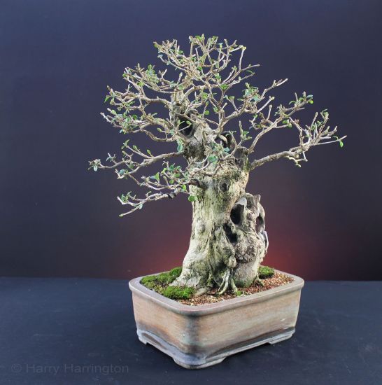 privet bonsai